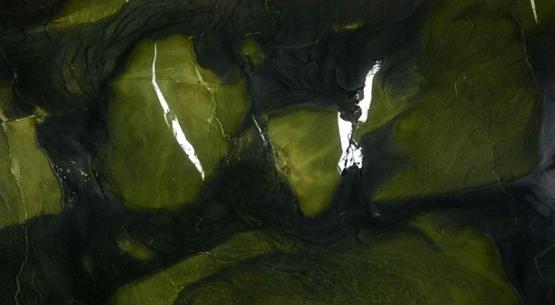 Avocatus